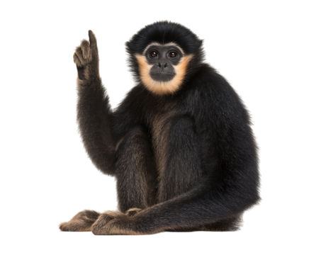 Charming Gibbon Points Skyward isolated on a transparent background