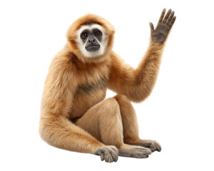 Fototapeta premium Friendly Gibbon with Raised Hand isolated on a transparent background