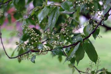 green leaves on branches close up