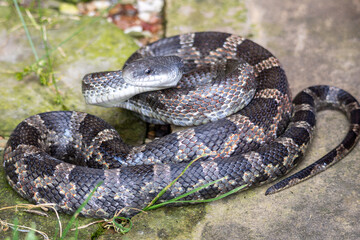 Snake!