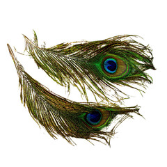 Obraz premium Curved Peacock Feathers with Iridescent Eye Patterns, isolated on a transparent background 