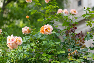 Blooming roses in a lush garden