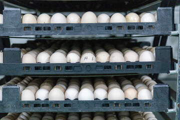A large number of chicken eggs ready for export
