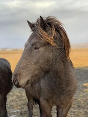 Fototapeta premium icelandic horse in the field