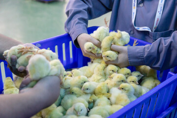 Select healthy chicks in the tray.