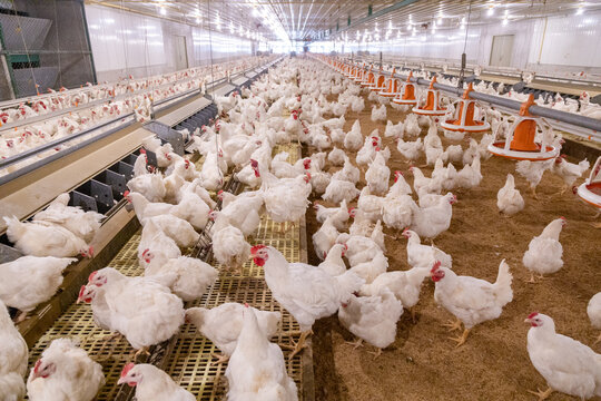 White chicken on the farm