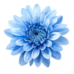 Blue chrysanthemum flower in full bloom isolated on transparent background