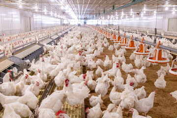 White chicken on the farm