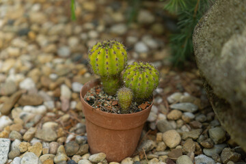 Close-up of an Echinopsis cactus with round green stems and spines, growing in a brown clay pot...