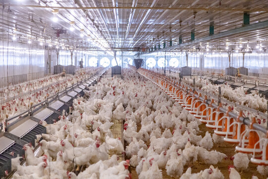 White chicken on the farm