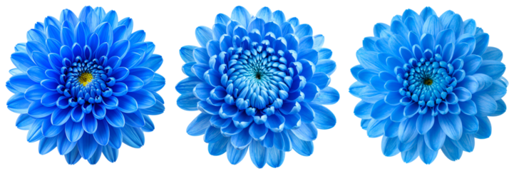 set of blue chrysanthemum flowers in full bloom isolated on transparent background