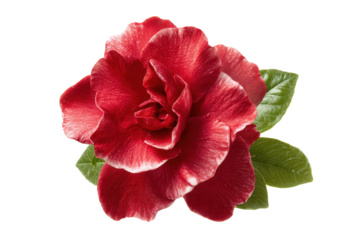 close up red gardenia flower isolated transparent background.