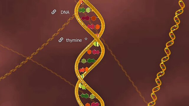 Effect of UV Radiation and role in Human DNA damage