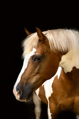 Pinto Haflinger mix horse portrait on black background