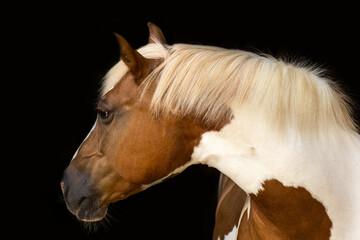 Pinto Haflinger mix horse portrait on black background