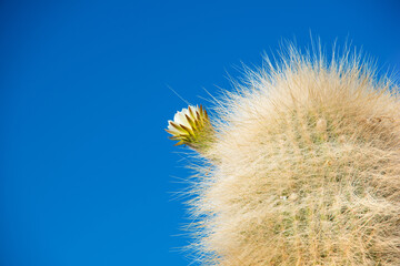 This is a beautiful close-up image of a cactus with long golden spines, featuring a single budding flower against a vivid blue sky.