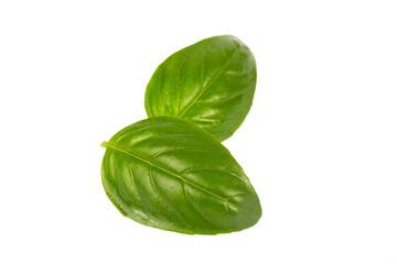 Fototapeta premium Fresh basil leaves isolated on white background