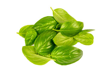 Fresh basil leaves isolated on white background