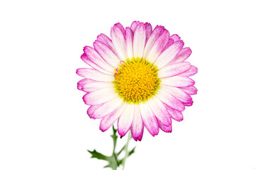 Obraz premium Flower on a white background. Scientific name: Chrysanthemum carinatum - Glebionis carinata, meaning 