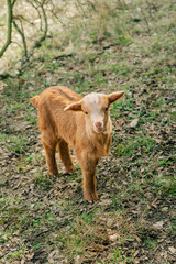 Fototapeta premium Young cute brown goat on the farm