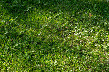  Lush green grass illuminated by sunlight creates a vibrant natural scene. Ideal for representing...