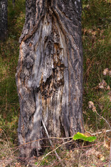 a damaged tree trunk in the forest