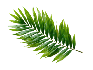 Natural green palm leaf isolated on white background. Tropical coconut palm branches with shadow. Evergreen plant foliage, clip art for summer design elements, cut out, PNG