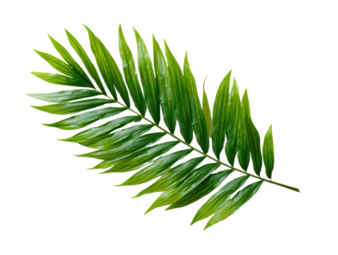 Natural green palm leaf isolated on white background. Tropical coconut palm branches with shadow. Evergreen plant foliage, clip art for summer design elements, cut out, PNG