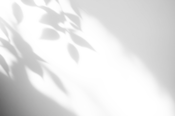 shadow overlay effects of realistic abstract natural tree leaves shadow on transparent background,Summer sunlight and shadow overlay effect,shadow for photo interior backdrop studio mockup