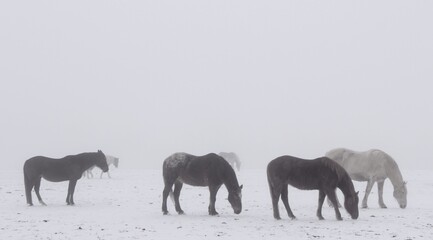 herd of horses in the snow