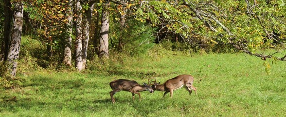 deer in the forest fighting with antlers