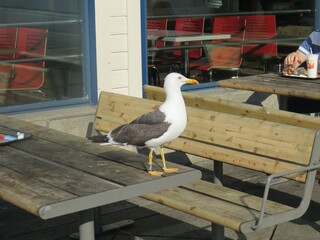 A bold seagull stands on an outdoor picnic table near a man eating fast food at a restaurant patio,...