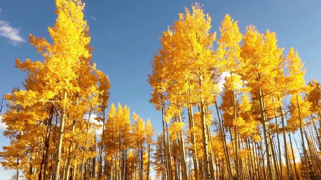 Looking up at golden aspen trees with colorful leaves in the autumn sky
