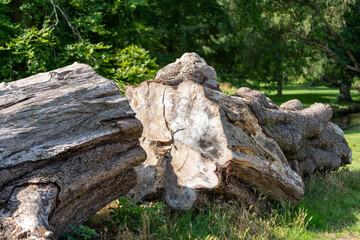 Fallen Tree Trunk in Sunlit Forest