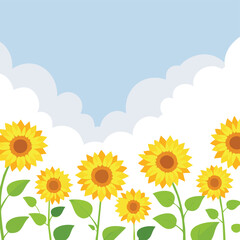 Bright yellow sunflowers bloom under a blue sky with fluffy white clouds summer nature