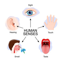 Five human senses: Hearing, Touch, Taste, Smell, Sight