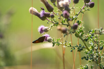 Butterfly perched on purple thistle flowers