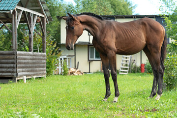 Obraz premium sportive dark bay foal posing in stable yard. summer morning