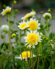 Yellow white dahlia flower blooming in cottage garden. Anemone flowered dahlias (Dahlia), variety Freya`s Paso Doble. 