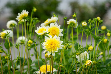 Yellow white dahlia flower blooming in cottage garden. Anemone flowered dahlias (Dahlia), variety Freya`s Paso Doble. 