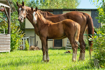 Obraz premium exterior of sportive chestnut foal posing with mom in stable yard. sunny summer morning