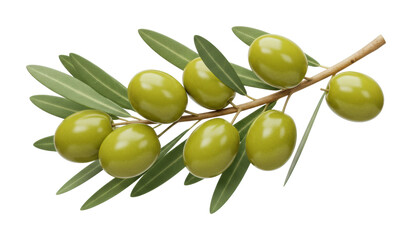 Harvesting green olives mediterranean region food natural setting culinary delight isolated PNG