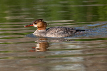 Common merganser (Mergus merganser) swimming in beaver pond, Prince's Island Park, Calgary, Alberta, Canada,