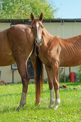 portrait of  sportive chestnut foal posing with mom in stable yard. sunny summer morning