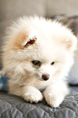 Animal de estima&ccedil;&atilde;o.