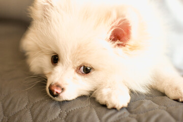 Spitz alem&atilde;o.