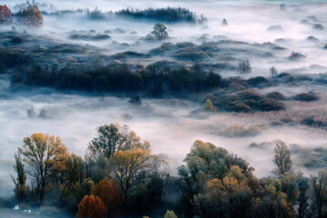 morning mist on the forest
