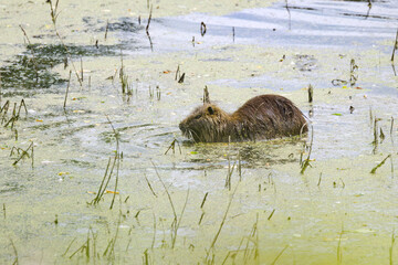 nutria from the side, coypu swimming in the lake among reeds, nutria among reeds, brown fur of the nutria, pond with algae, rodent in the pond, Myocastor coypus