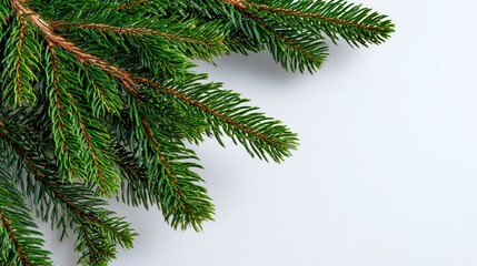 Obraz premium A vibrant close-up of evergreen branches showcasing the lush greenery and rich texture, perfect for seasonal decorations or nature-themed designs for creative projects.