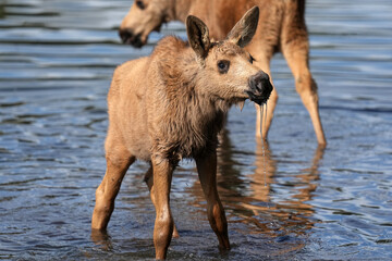 Moose Calves drinking water